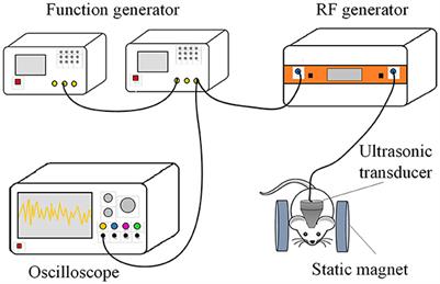 Transcranial magneto-acoustic stimulation improves spatial memory and modulates hippocampal neural oscillations in a mouse model of Alzheimer's disease